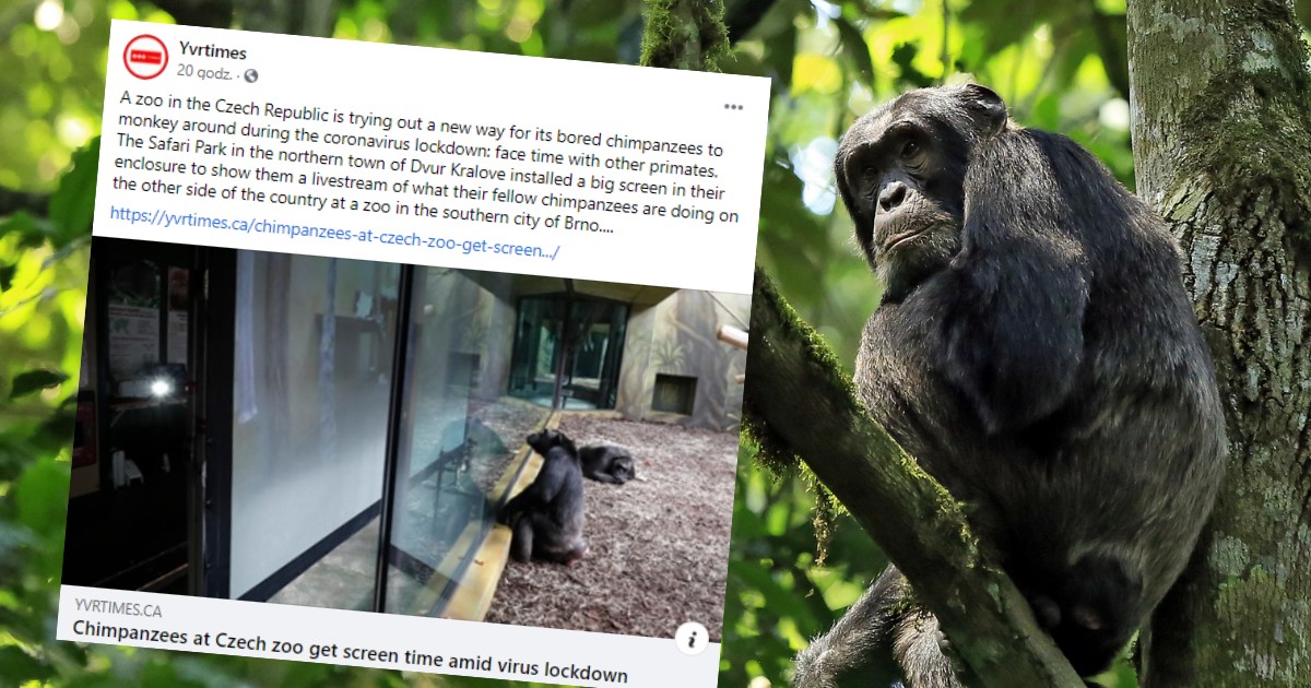 Česká republika.  Opice sledují filmy a postrádají turisty