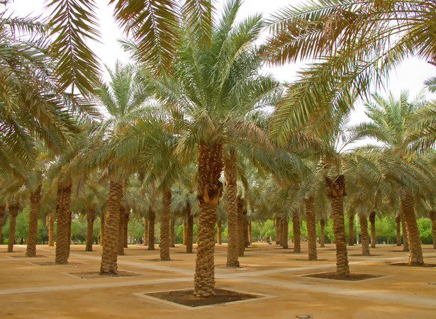 Ogród palmowy w Rijadzie, stolicy Arabii Saudyjskiej. Fot. Shutterstock.