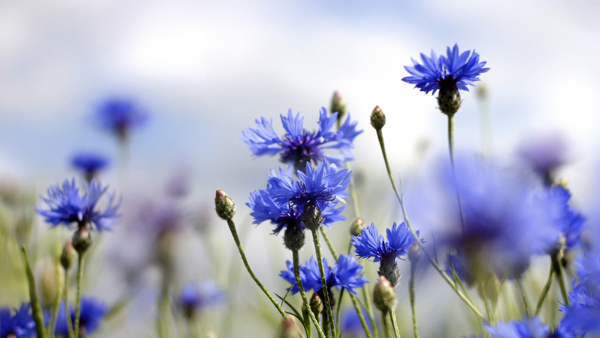 Chaber bławatek to roślina, która charakteryzuje się pięknymi błękitnymi, białymi, różowymi oraz czerwonymi kwiatami. Jednak najbardziej powszechna oraz rozpoznawalna jest barwa błękitno-niebieska, spotykana przez każdego w letnie dni na wiejskich łąkach. Jakie właściwości kryje w sobie ta roślina oraz jak należy ją uprawiać, aby móc korzystać z jej naturalnych dobrodziejstw?
