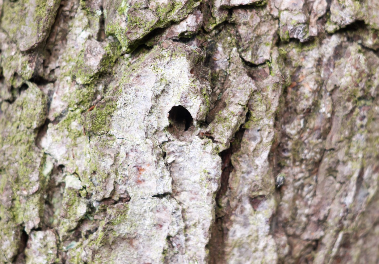 Výletový otvor na kôre napadnutého jaseňa. Dospelé jedince krasoňa jaseňového opúšťajú strom cez charakteristické otvory v tvare písmena D, ktoré patria medzi najtypickejšie znaky napadnutia. 