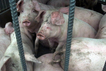 Problemy na rynku wieprzowiny. Polska wystąpiła o interwencję Komisji Europejskiej