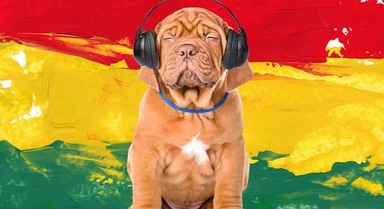 Calm down your dog by playing him reggae music