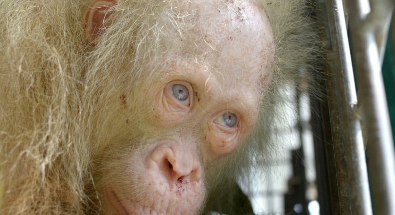 Albino orangutans are rare on Borneo island, where most have reddish-brown hair