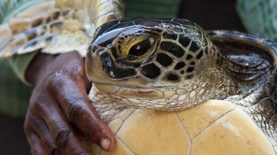 Mięso żółwia jest przysmakiem w wielu regionach świata (fot. Getty Images)