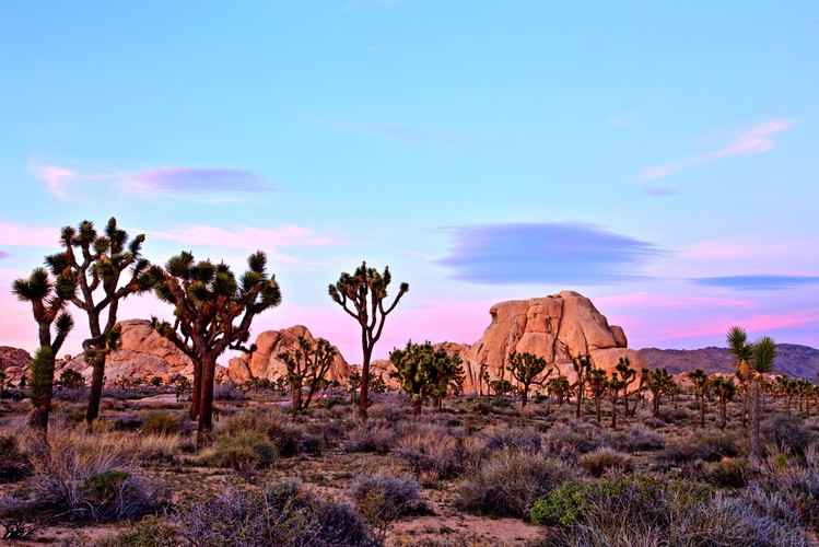<strong>Park Narodowy Joshua Tree</strong>
<br><br>
Wracając z Doliny Śmierci do Los Angeles warto odbić na południe i odwiedzić Park Narodowy Joshua Tree. Charakterystyczne drzewka porastające ten skalisty obszar to jukki krótkolistne. Uwaga! Na terenie Parku nie ma dostępu do wody, więc jeśli zamierzacie spędzić tam więcej czasu, zabierzcie ze sobą odpowiednio duże zapasy.