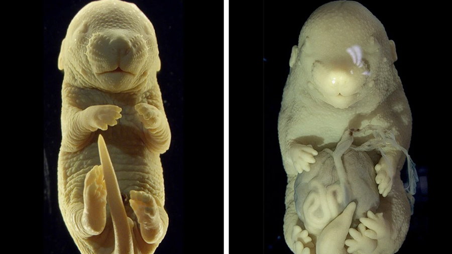 Mysi zarodek z sześcioma kończynami, fot. Anastasiia Lozovska et al., Nature Communications, 2024 (CC BY 4.0)