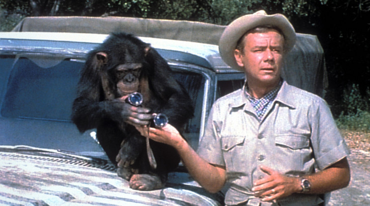 Daktari (Marshall Thompson és Judy, a csimpánz (Fotó RAS-archív)