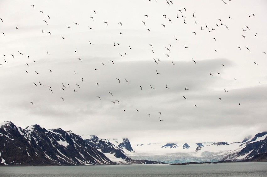 Jata retkih ptica koja u Laponiju doležu sa drugog kraja planete