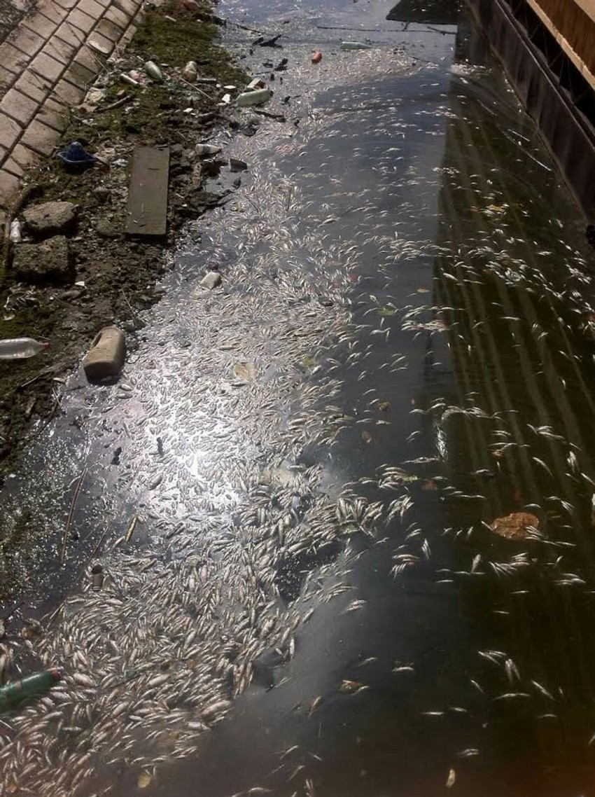 Jeziv prizor kod Mosta na Adi