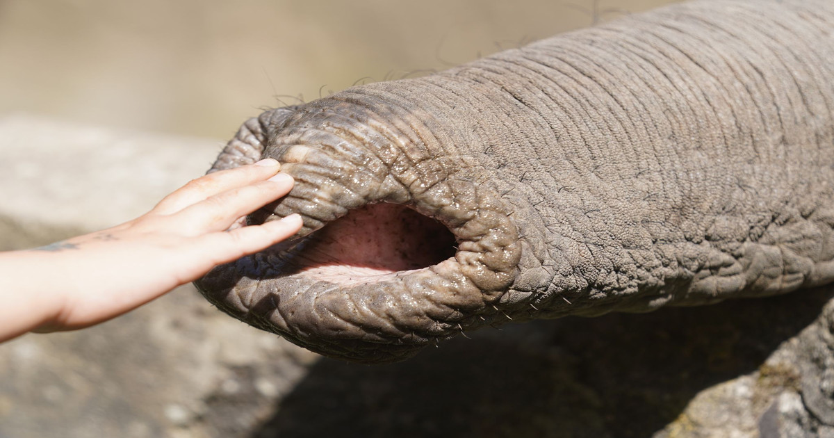 1.000 Tasthaare am Elefantenrüssel - Forscher entschlüsseln geniales Distanz-System