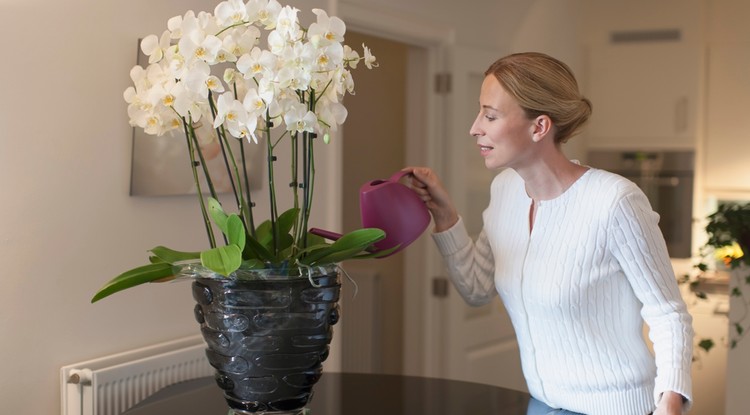 Így öntözd az orchideát Fotó: Getty Images