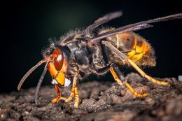 Azjatyckie szerszenie grasują w Niemczech. To zagrożenie dla rolnictwa