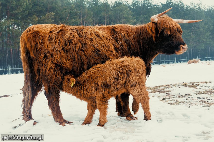 Highland Cattle