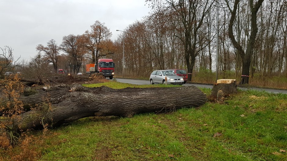 Wycinka drzew przy ul. Walczaka