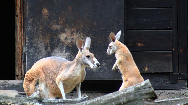 W warszawskim zoo urodziło się kangurzątko