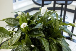 Jak podlewać skrzydłokwiat - od góry czy od dołu? Dlaczego skrzydłokwiat nie kwitnie? Czego nie lubi skrzydłokwiat?