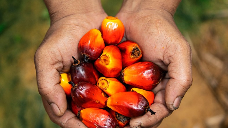 Is palm oil bad for you? Here’s the full story on this controversial ingredient - Pulse Nigeria