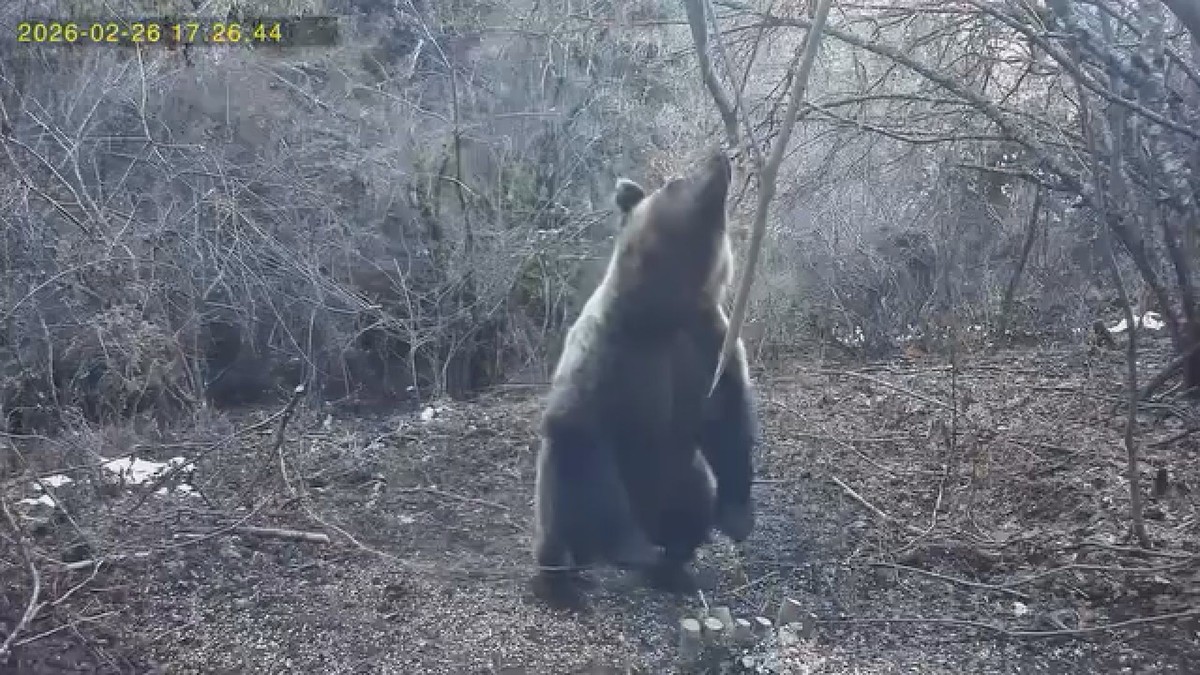 medved na ručku na Tari