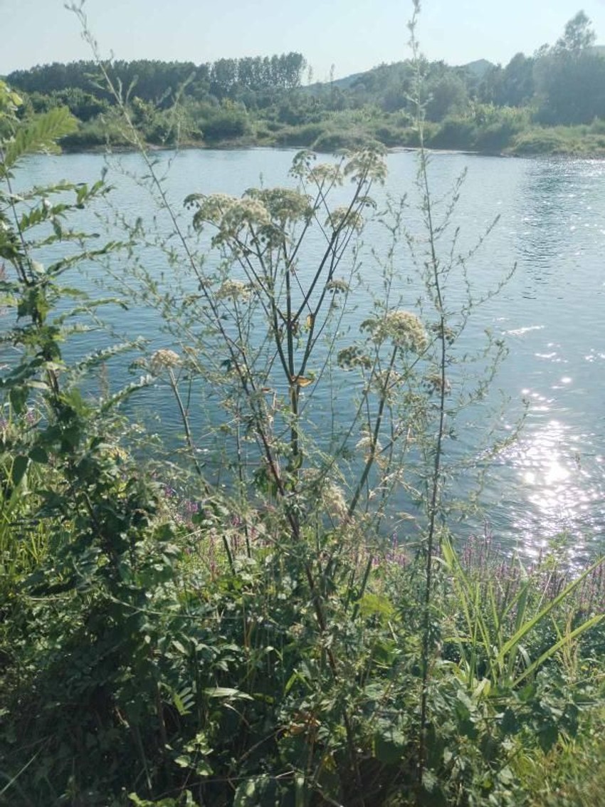 Heracleum mantegazzianum, "biljka ubica"