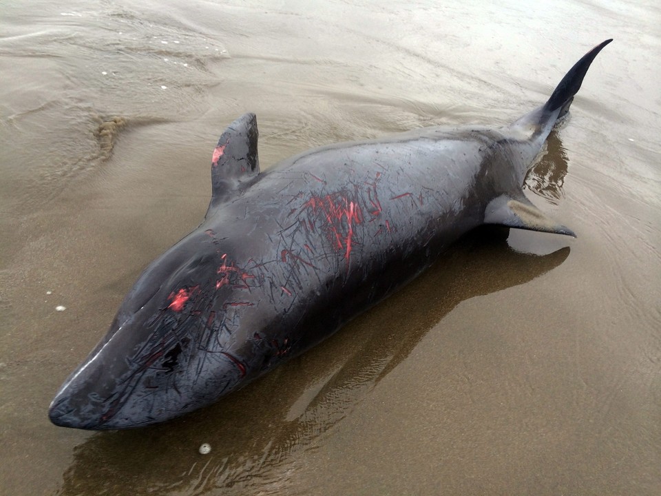 JAPAN NATURE ANIMALS DOLPHINS RESCUE (About 150 dolphins stranded on Japan coast )