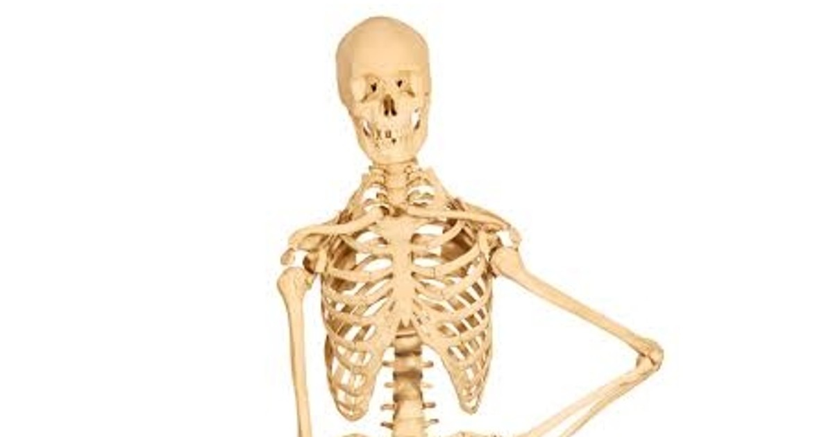 Amazing facts about skeletons | Pulse Nigeria - Vimarsana News