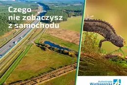 Traszka grzebieniasta — naturalny sposób na walkę z komarami i meszkami przy autostradzie A2