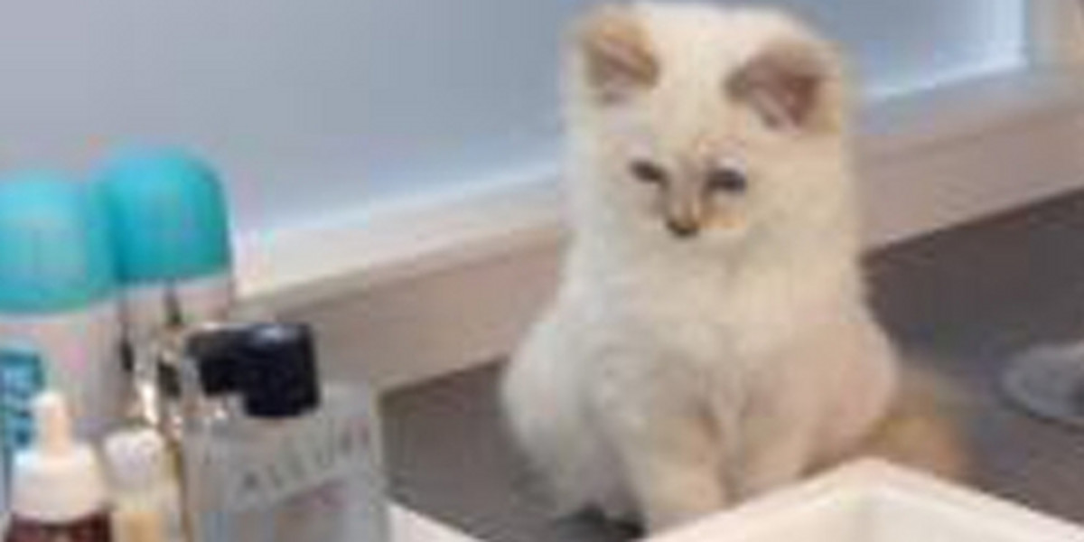 Nowy kot Karla Lagerfelda Choupette ma bardzo wielu zwolennikow na twitterze 