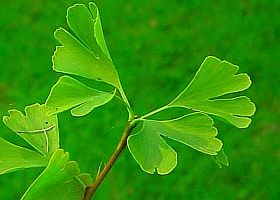 ginkgo-d0000101B150016584b6f