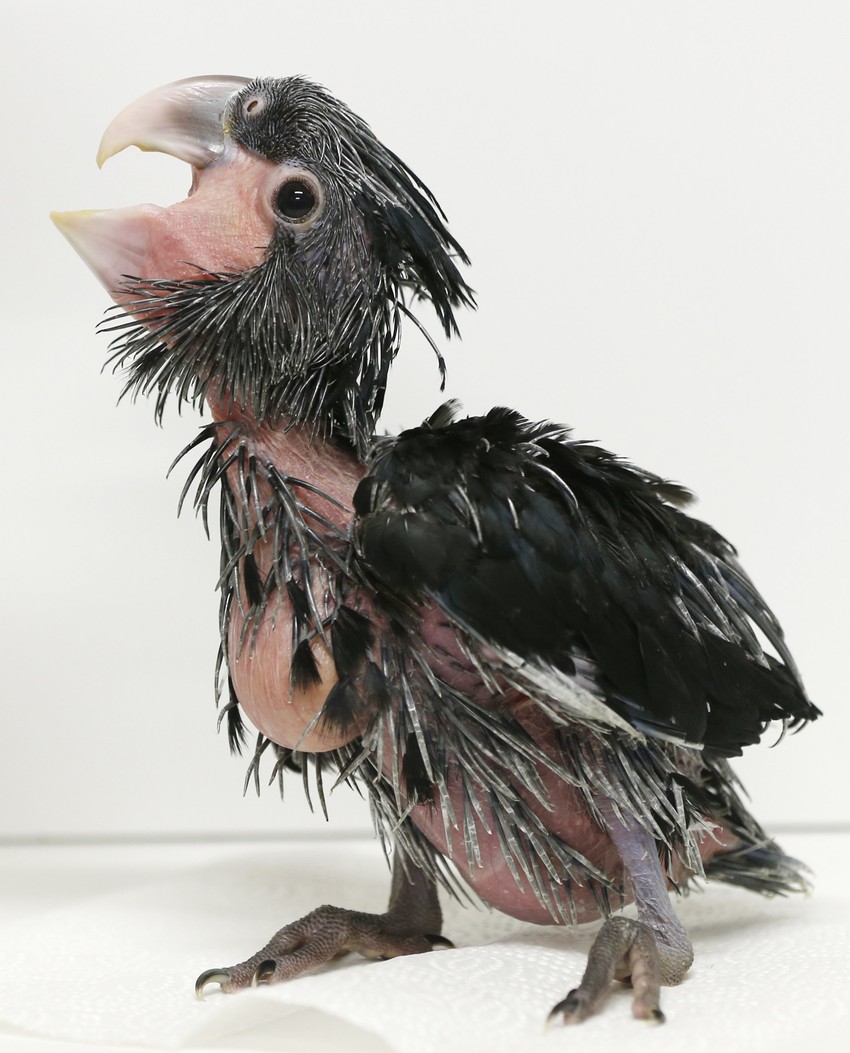 Iako mu izgled nije jača strana, mali kakadu je neodoljivo šarmantan