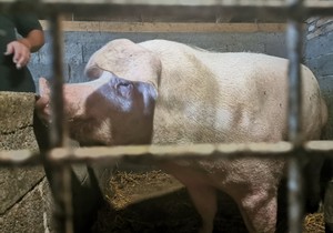 Afrička kuga svinja tema vlada Srbije i Srpske