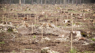 Trybunał Sprawiedliwości UE zakazuje dalszej wycinki w Puszczy Białowieskiej