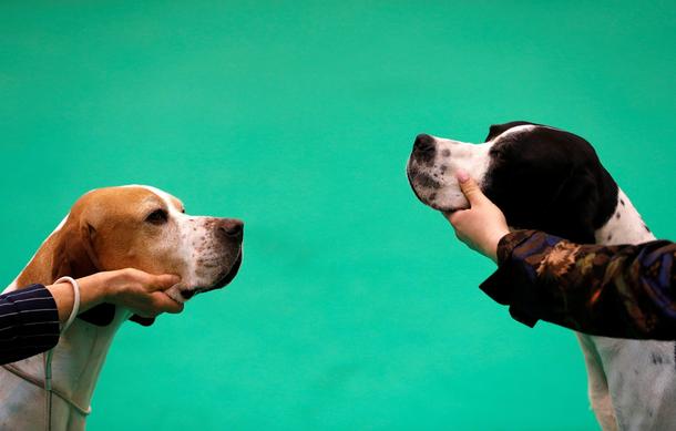 Pointers are judged during the third day of the Crufts Dog Show in Birmingham