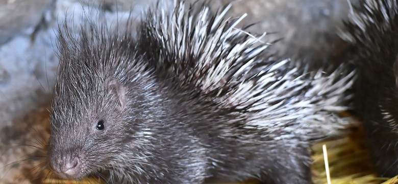 Cztery urocze jeżozwierze przyszły na świat we wrocławskim zoo
