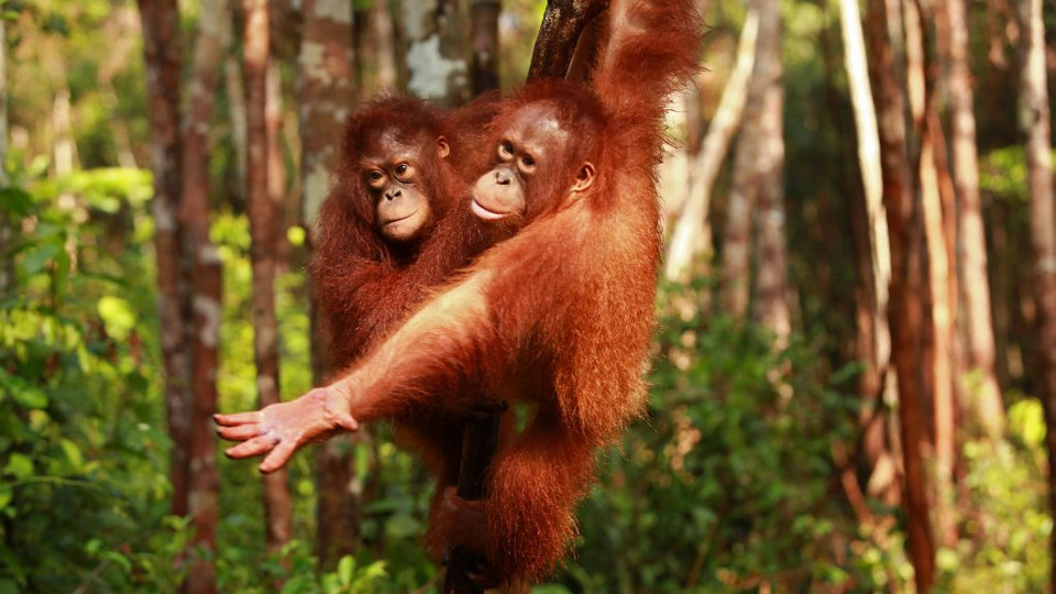 "Ratujmy zielone płuca Ziemi”: Ania Dereszowska i Pascal Brodnicki na Borneo