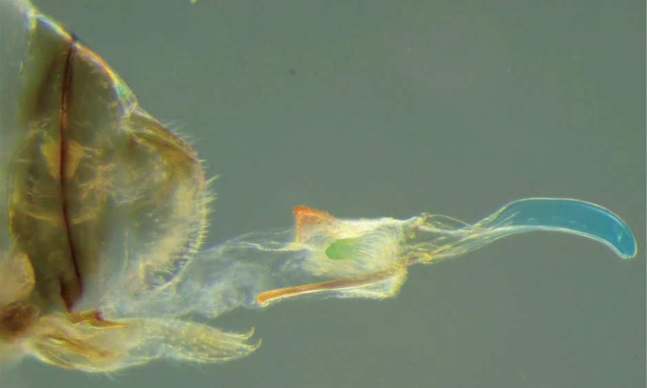 Kompleksni ženski polni organ nazvan ginosoma