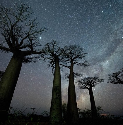 Sternzeichen wie der Baobab-Baum, der Ahne oder auch der Kornspeicher gehören zum Afrikanischen Horoskop.