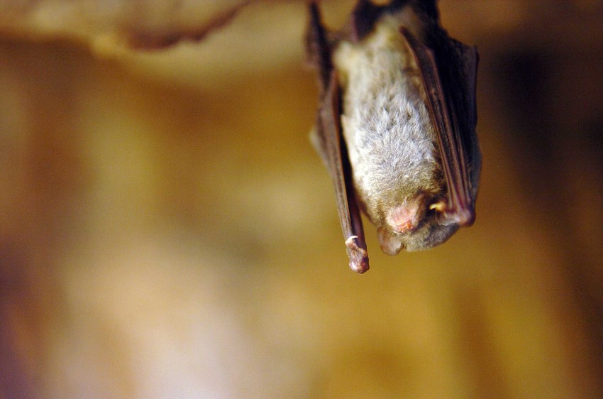 Slepi miševi najzaslužni su što Meksikanci uživaju u tekili