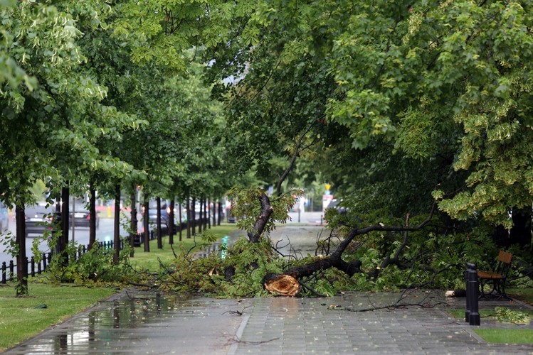 Gałęzie utrudniały przejście chodnikami