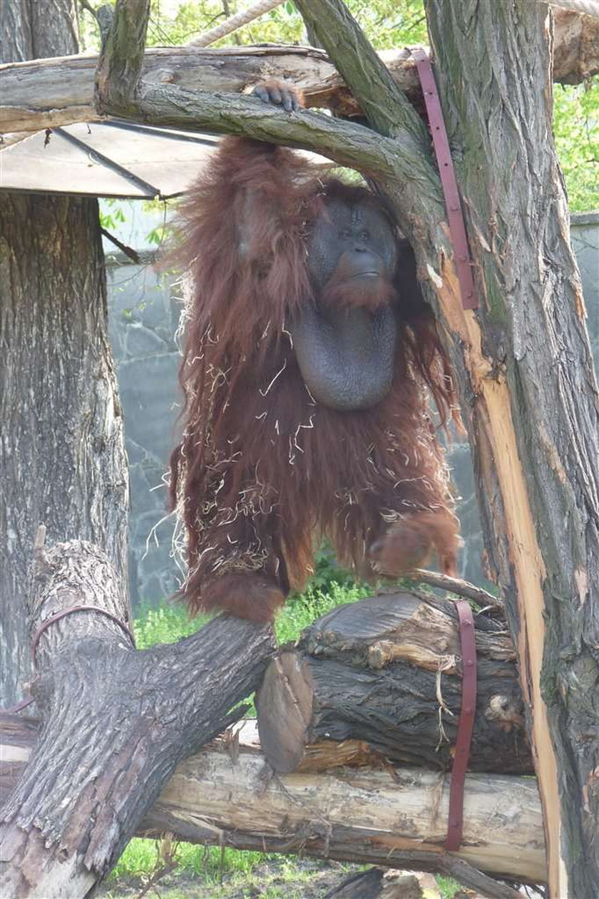 Orangutan malował obrazy! Docenią go po śmierci?