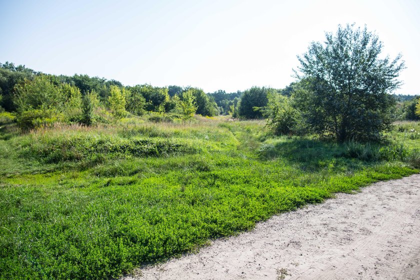 Mieszkania socjalne powstaną przy ul. Darzyborskiej