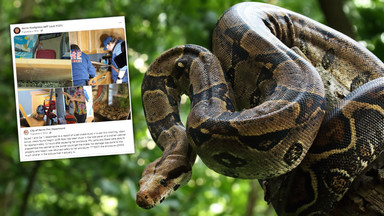 Niemal dwumetrowa "Nagini" utknęła w panelu szafki. Nietypowa akcja strażaków [ZDJĘCIA]