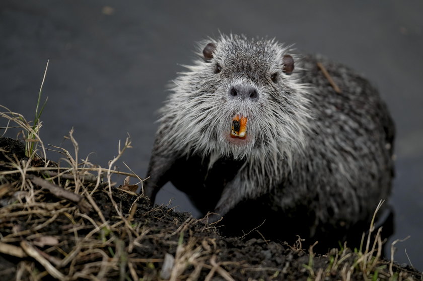 Nutrie zamieszkały w Rybniku