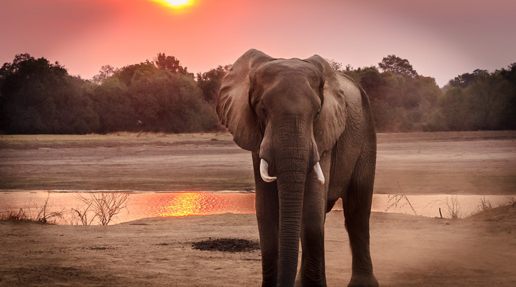 Dél-afrikai köztársaságban, Hoedspruitban egy szafari parkban elefánt támadta meg Sheldon Hoopert. A férfi nem élte túl./ Fotó: Pexels