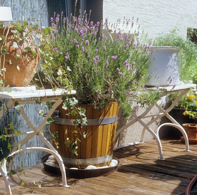 Lavanda u saksiji