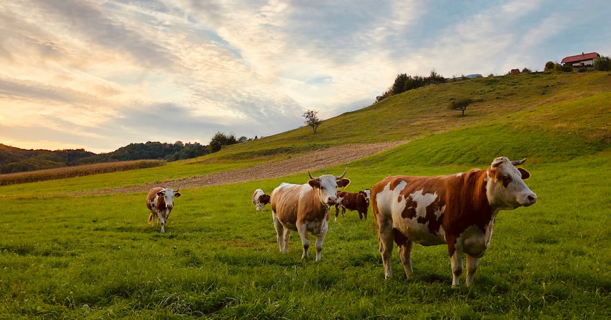Wielka Brytania zakazuje serów i mięsa z UE. choćby 5 tys. funtów kary dla turystów