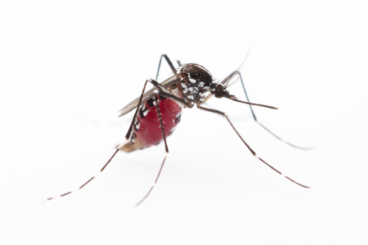 Aedes aegypti.