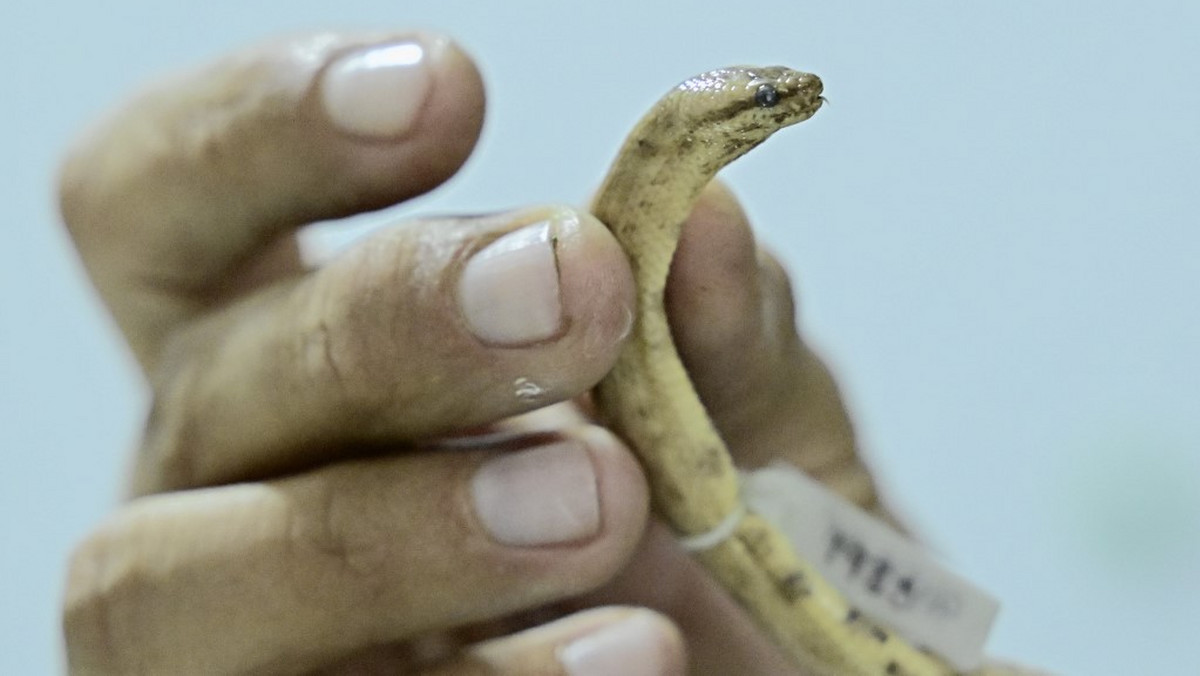 Karłowaty boa dusiciel tropidophis cacuangoae odkryty w Amazonii