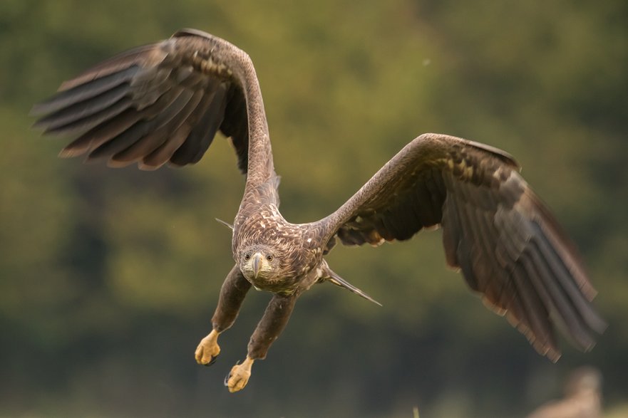 Bielik (Haliaeetus albicilla)