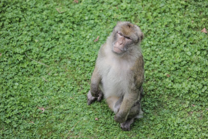 Celebrytą we wrocławskim zoo jest małpa