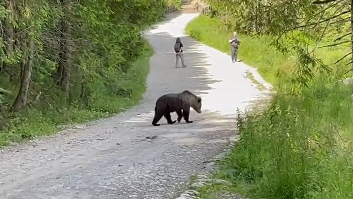 Stanęli oko w oko z niedźwiedziem na szlaku w Tatrach. Co zrobili?